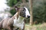 BULL TERRIER MINIATURE 267